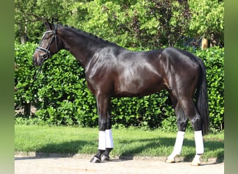 Hanoverian, Gelding, 3 years, 16,2 hh, Black