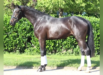 Hanoverian, Gelding, 3 years, 16,2 hh, Black