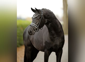 Hanoverian, Gelding, 3 years, 16,2 hh, Black