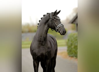 Hanoverian, Gelding, 3 years, 16,2 hh, Black