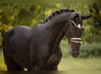 Hanoverian, Gelding, 3 years, 16,2 hh, Black