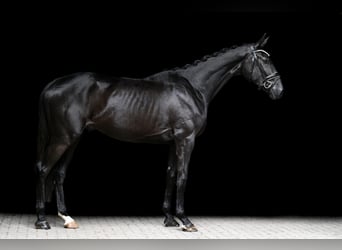 Hanoverian, Gelding, 3 years, 16,2 hh, Black