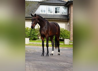 Hanoverian, Gelding, 3 years, 16,2 hh, Brown