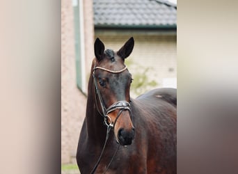Hanoverian, Gelding, 3 years, 16,2 hh, Brown