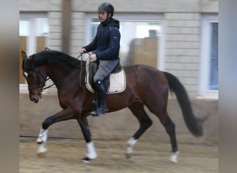 Hanoverian, Gelding, 3 years, 16,2 hh, Brown
