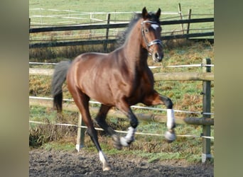 Hanoverian, Gelding, 3 years, 16,2 hh, Brown