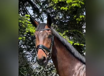 Hanoverian, Gelding, 3 years, 16,2 hh, Brown