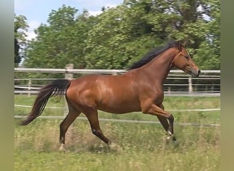 Hanoverian, Gelding, 3 years, 16,2 hh, Brown