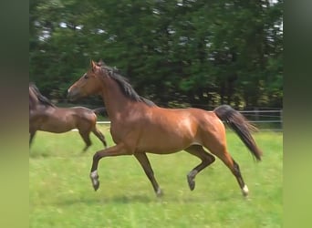 Hanoverian, Gelding, 3 years, 16,2 hh, Brown