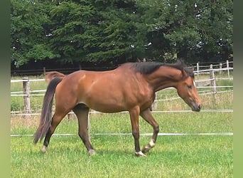 Hanoverian, Gelding, 3 years, 16,2 hh, Brown