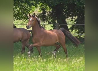 Hanoverian, Gelding, 3 years, 16,2 hh, Brown