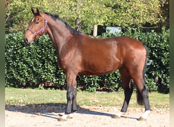 Hanoverian, Gelding, 3 years, 16,2 hh, Brown