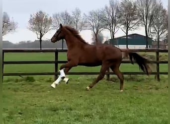 Hanoverian, Gelding, 3 years, 16,2 hh, Chestnut-Red