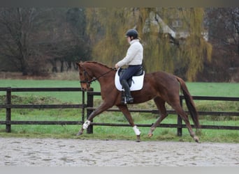 Hanoverian, Gelding, 3 years, 16,2 hh, Chestnut-Red