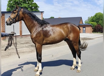 Hanoverian, Gelding, 3 years, 16,2 hh, Smoky-Black