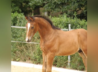 Hanoverian, Gelding, 3 years, 16,3 hh, Bay-Dark