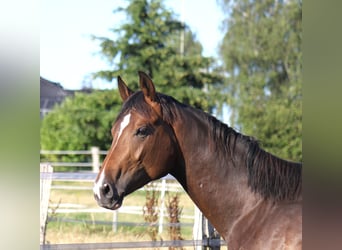 Hanoverian, Gelding, 3 years, 16,3 hh, Bay-Dark