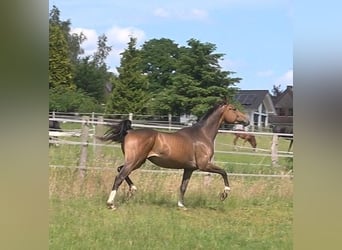 Hanoverian, Gelding, 3 years, 16,3 hh, Bay-Dark
