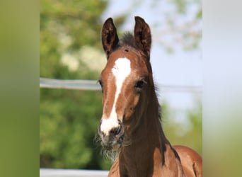Hanoverian, Gelding, 3 years, 16,3 hh, Bay-Dark