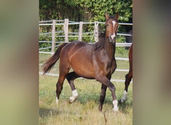 Hanoverian, Gelding, 3 years, 16,3 hh, Bay-Dark