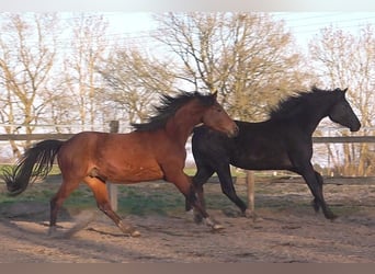 Hanoverian, Gelding, 3 years, 16,3 hh, Brown