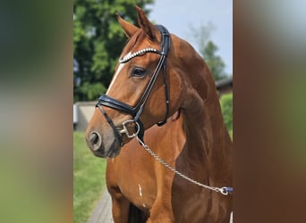 Hanoverian, Gelding, 3 years, 16,3 hh, Chestnut-Red
