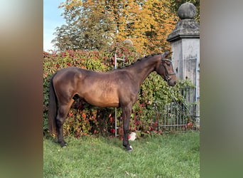Hanoverian, Gelding, 3 years, 17.1 hh, Brown