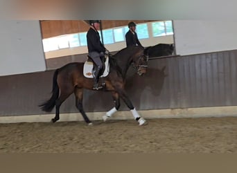 Hanoverian, Gelding, 3 years, 17 hh, Bay-Dark