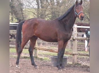 Hanoverian, Gelding, 3 years, 17 hh, Bay-Dark