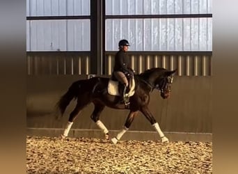 Hanoverian, Gelding, 3 years, 17 hh, Bay-Dark