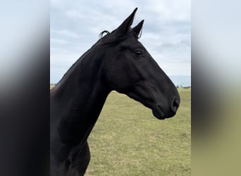 Hanoverian, Gelding, 3 years, 17 hh, Black