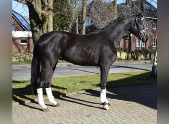 Hanoverian, Gelding, 3 years, 17 hh, Black