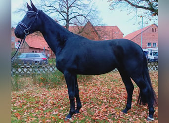 Hanoverian, Gelding, 3 years, 17 hh, Black