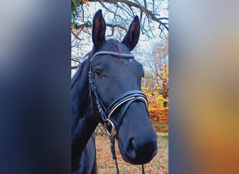 Hanoverian, Gelding, 3 years, 17 hh, Black