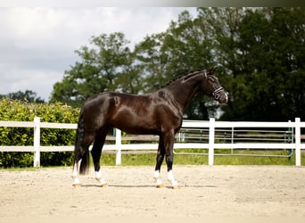 Hanoverian, Gelding, 3 years, 17 hh, Black