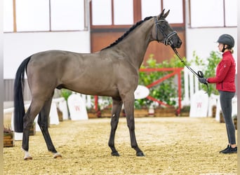 Hanoverian, Gelding, 3 years, 17 hh, Black