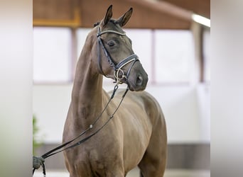 Hanoverian, Gelding, 3 years, 17 hh, Black