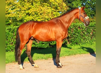 Hanoverian, Gelding, 3 years, 17 hh, Brown