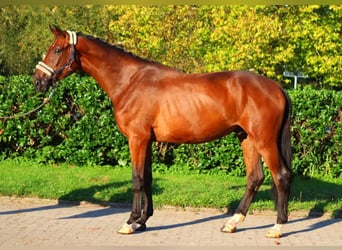 Hanoverian, Gelding, 3 years, 17 hh, Brown