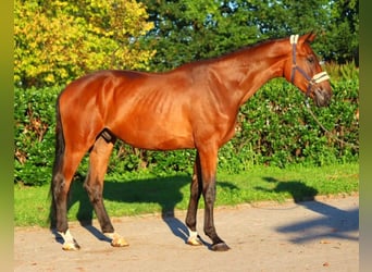 Hanoverian, Gelding, 3 years, 17 hh, Brown