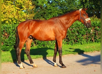 Hanoverian, Gelding, 3 years, 17 hh, Brown