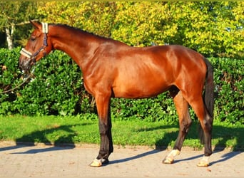 Hanoverian, Gelding, 3 years, 17 hh, Brown