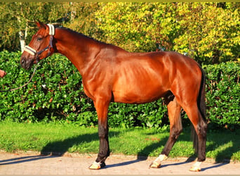 Hanoverian, Gelding, 3 years, 17 hh, Brown