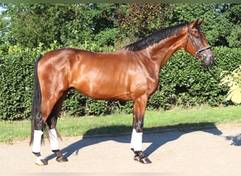 Hanoverian, Gelding, 3 years, 17 hh, Brown