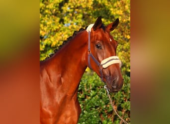 Hanoverian, Gelding, 3 years, 17 hh, Brown