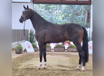 Hanoverian, Gelding, 3 years, 17 hh, Brown