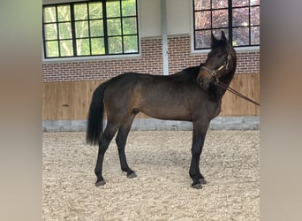 Hanoverian, Gelding, 3 years, 17 hh, Brown