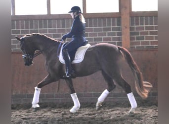 Hanoverian, Gelding, 3 years, 17 hh, Chestnut