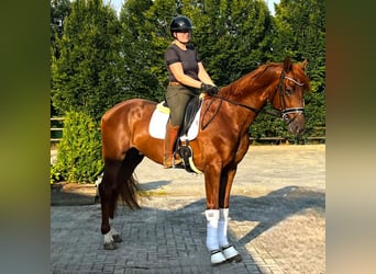 Hanoverian, Gelding, 3 years, 17 hh, Chestnut