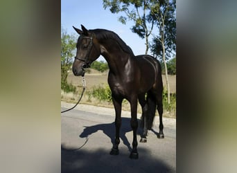 Hanoverian, Gelding, 3 years, 17 hh